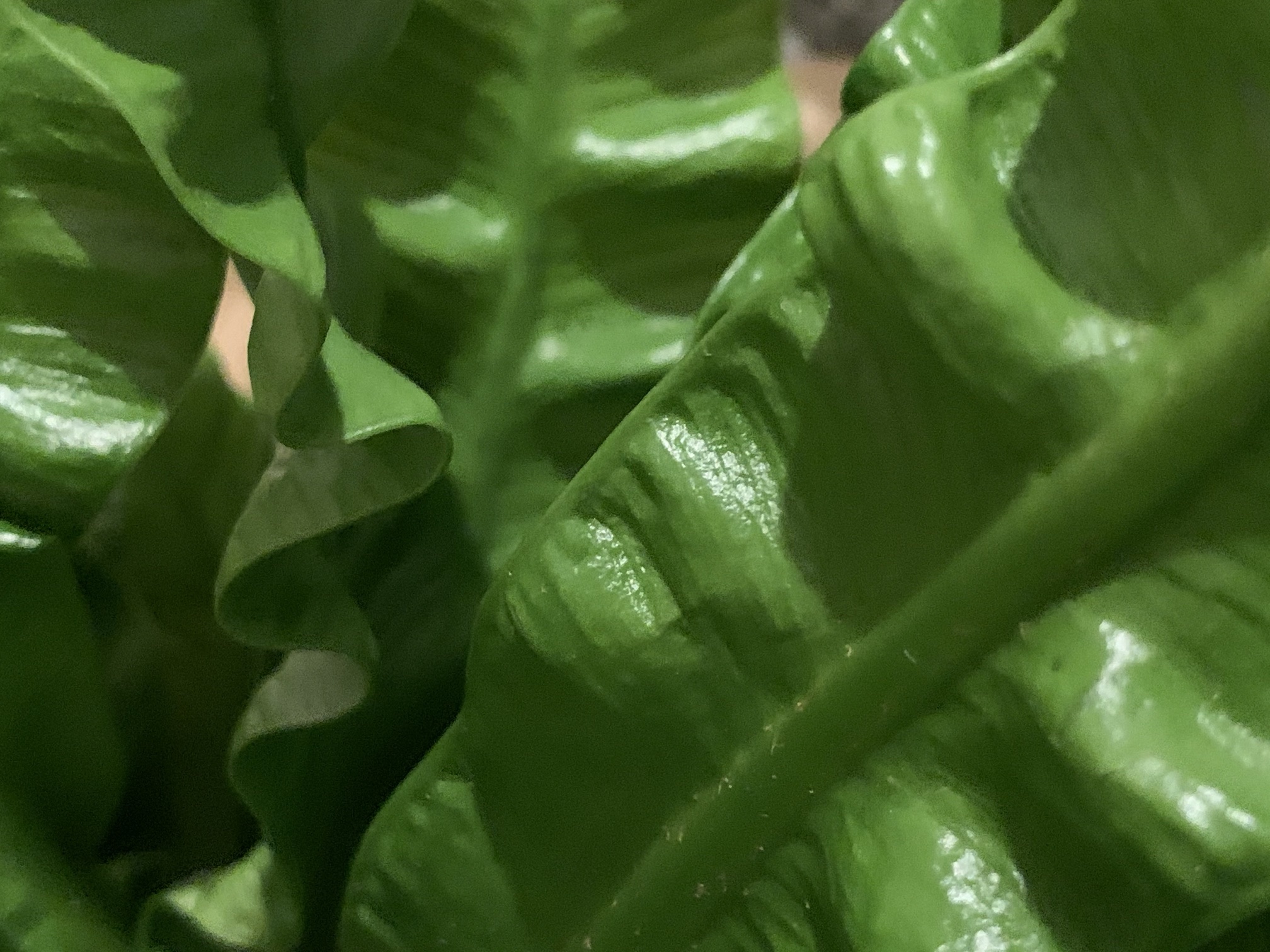 Leaves of a Green Fern